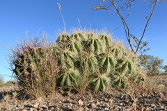 Hamatocactus hamatacanthus
