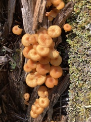 Xeromphalina