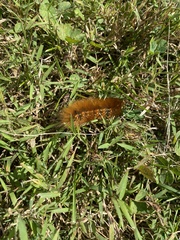 Spilosomina