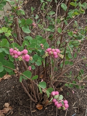 Symphoricarpos orbiculatus