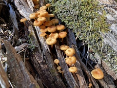 Xeromphalina