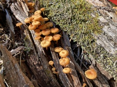 Xeromphalina