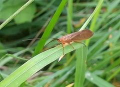 Anabolia