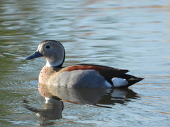 Callonetta leucophrys