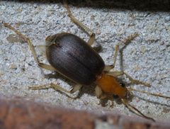 Brachinus adustipennis