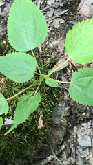 Boehmeria cylindrica