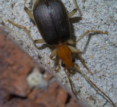 Brachinus adustipennis