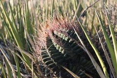 Hamatocactus hamatacanthus