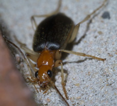 Brachinus adustipennis