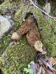 Calostoma