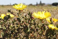 Lampranthus glaucus