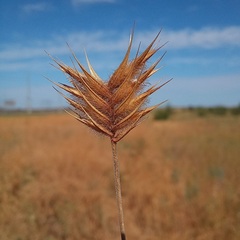 Eremopyrum orientale