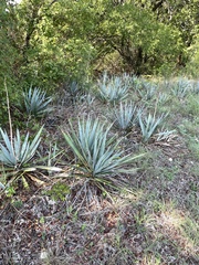 Yucca pallida