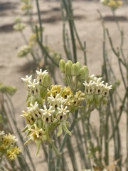 Asclepias subulata