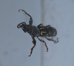 Arrhenodes minutus