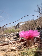 Echinocactus horizonthalonius