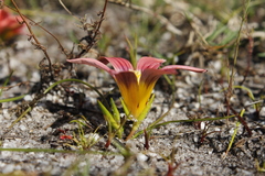 Romulea hirsuta