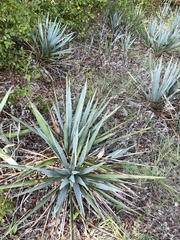 Yucca pallida
