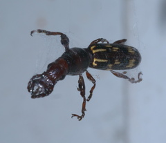 Arrhenodes minutus