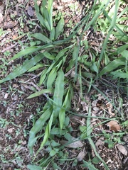 Paspalum langei