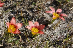Romulea hirsuta