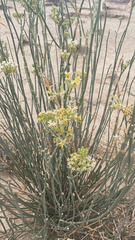 Asclepias subulata
