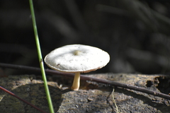 Bolbitius aleuriatus