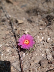Echinocactus horizonthalonius