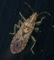 Belonochilus numenius