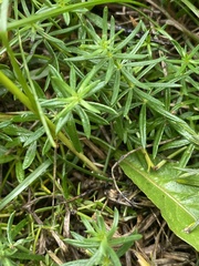 Galium verum