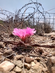 Echinocactus horizonthalonius