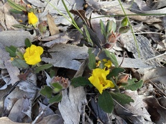 Hibbertia cuneiformis
