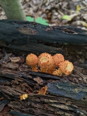 Pholiota squarrosoides