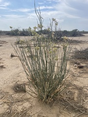 Asclepias subulata
