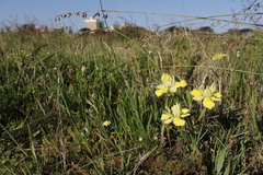 Moraea fugax
