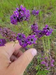 Dalea purpurea