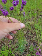Dalea purpurea
