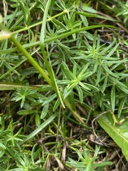 Galium verum