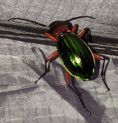 Carabus auronitens