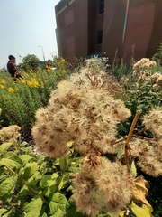 Eutrochium purpureum