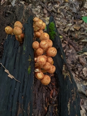 Pholiota squarrosoides