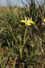 Moraea fugax