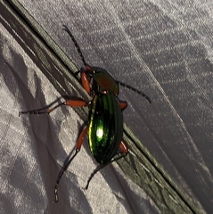 Carabus auronitens