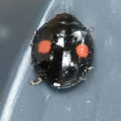 Chilocorus renipustulatus