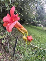 Campsis