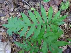 Woodwardia areolata