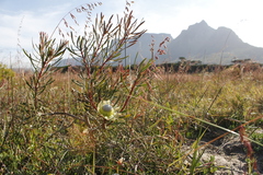 Protea scolymocephala