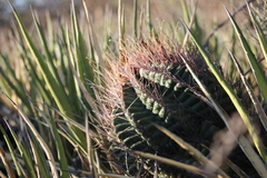 Hamatocactus hamatacanthus
