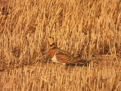 Pterocles alchata