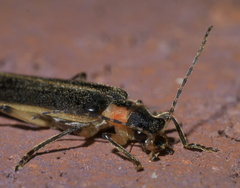 Podabrus basillaris